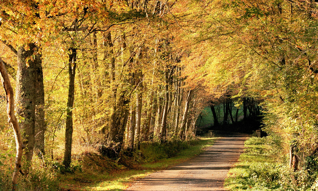 Colette's path through the woods